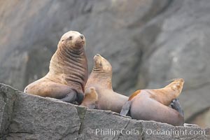 Steller sea lions (Northern sea lions) gather on rocks.  Steller sea lions are the largest members of the Otariid (eared seal) family.  Males can weigh up to 2400 lb., females up to 770 lb.