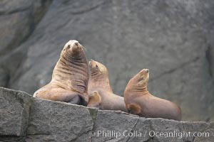 Steller sea lions (Northern sea lions) gather on rocks.  Steller sea lions are the largest members of the Otariid (eared seal) family.  Males can weigh up to 2400 lb., females up to 770 lb. Chiswell Islands, Kenai Fjords National Park, Alaska, USA, Eumetopias jubatus, natural history stock photograph, photo id 16980