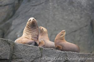 Steller sea lions (Northern sea lions) gather on rocks.  Steller sea lions are the largest members of the Otariid (eared seal) family.  Males can weigh up to 2400 lb, females up to 770 lb, Eumetopias jubatus, Chiswell Islands, Kenai Fjords National Park, Alaska