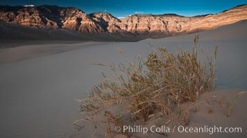 Eureka dune grass, and rare and federally endangered species of grass  endemic to the Eureka Valley and Eureka Sand Dunes.  The Last Chance mountains, lit by sunset, as visible in the distance.  Swallenia alexandrae, a perennial grass, grows only in the southern portion of Eureka Valley Sand Dunes, in Inyo County, California, Swallenia alexandrae, Eureka Dunes, Death Valley National Park