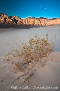 Eureka dune grass, and rare and federally endangered species of grass  endemic to the Eureka Valley and Eureka Sand Dunes.  The Last Chance mountains, lit by sunset, as visible in the distance.  Swallenia alexandrae, a perennial grass, grows only in the southern portion of Eureka Valley Sand Dunes, in Inyo County, California, Swallenia alexandrae, Eureka Dunes, Death Valley National Park