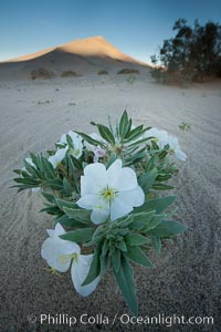 Eureka Valley Dune Evening Primrose.  A federally endangered plant, Oenothera californica eurekensis is a perennial herb that produces white flowers from April to June. These flowers turn red as they age. The Eureka Dunes evening-primrose is found only in the southern portion of Eureka Valley Sand Dunes system in Indigo County, California, Oenothera californica eurekensis, Oenothera deltoides, Death Valley National Park