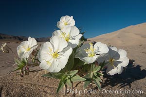 Eureka Valley Dune Evening Primrose.  A federally endangered plant, Oenothera californica eurekensis is a perennial herb that produces white flowers from April to June. These flowers turn red as they age. The Eureka Dunes evening-primrose is found only in the southern portion of Eureka Valley Sand Dunes system in Indigo County, California, Oenothera californica eurekensis, Oenothera deltoides, Death Valley National Park