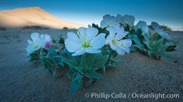 Eureka Valley Dune Evening Primrose.  A federally endangered plant, Oenothera californica eurekensis is a perennial herb that produces white flowers from April to June. These flowers turn red as they age. The Eureka Dunes evening-primrose is found only in the southern portion of Eureka Valley Sand Dunes system in Indigo County, California, Oenothera californica eurekensis, Oenothera deltoides, Death Valley National Park