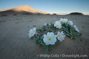 Eureka Valley Dune Evening Primrose.  A federally endangered plant, Oenothera californica eurekensis is a perennial herb that produces white flowers from April to June. These flowers turn red as they age. The Eureka Dunes evening-primrose is found only in the southern portion of Eureka Valley Sand Dunes system in Indigo County, California, Oenothera californica eurekensis, Oenothera deltoides, Death Valley National Park