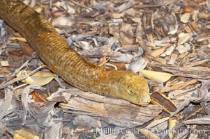 European glass lizard.  Without legs, the European glass lizard appears to be a snake, but in truth it is a species of lizard.  It is native to southeastern Europe., Pseudopus apodus, natural history stock photograph, photo id 12743