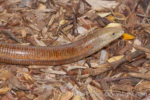 European glass lizard.  Without legs, the European glass lizard appears to be a snake, but in truth it is a species of lizard.  It is native to southeastern Europe., Pseudopus apodus, natural history stock photograph, photo id 12827