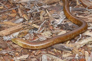 European glass lizard.  Without legs, the European glass lizard appears to be a snake, but in truth it is a species of lizard.  It is native to southeastern Europe., Pseudopus apodus, natural history stock photograph, photo id 12828