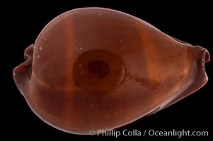 Exposed Cowrie, Cypraea succincta