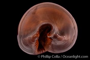 Exposed Cowrie, Cypraea succincta