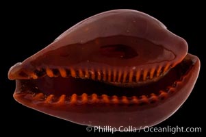 Exposed Cowrie, Cypraea succincta