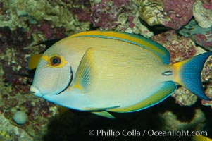 Eyestripe surgeonfish, Acanthurus dussumieri