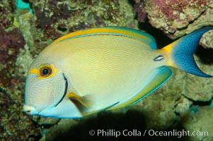 Eyestripe surgeonfish, Acanthurus dussumieri