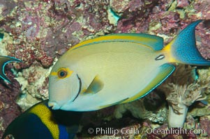 Eyestripe surgeonfish, Acanthurus dussumieri