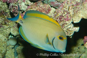 Eyestripe surgeonfish, Acanthurus dussumieri