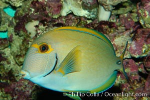 Eyestripe surgeonfish, Acanthurus dussumieri