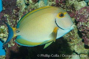 Eyestripe surgeonfish, Acanthurus dussumieri