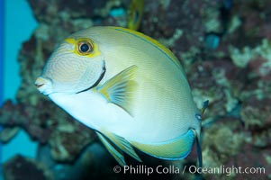 Eyestripe surgeonfish, Acanthurus dussumieri