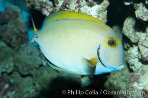 Eyestripe surgeonfish, Acanthurus dussumieri