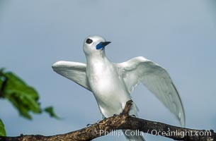 White (or fairy) tern, Gygis alba, Rose Atoll National Wildlife Sanctuary