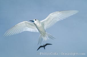 White (or fairy) tern.