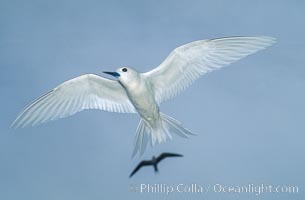 White (or fairy) tern, Gygis alba, Rose Atoll National Wildlife Sanctuary