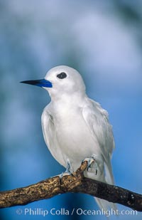 A white tern, or fairy tern, alights on a branch at Rose Atoll in American Samoa.