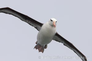 Black-browed albatross in flight.  The black-browed albatross is a medium-sized seabird at 31-37" long with a 79-94" wingspan and an average weight of 6.4-10 lb. They have a natural lifespan exceeding 70 years. They breed on remote oceanic islands and are circumpolar, ranging throughout the Southern Ocean, Thalassarche melanophrys