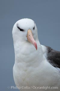 Black-browed albatross, Thalassarche melanophrys, Westpoint Island