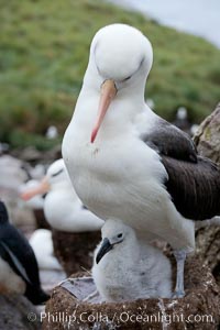 Black-browed albatross, adult on nest with chick, Thalassarche melanophrys, Westpoint Island