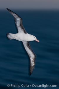 Black-browed albatross flying over the ocean, as it travels and forages for food at sea.  The black-browed albatross is a medium-sized seabird at 31-37" long with a 79-94" wingspan and an average weight of 6.4-10 lb. They have a natural lifespan exceeding 70 years. They breed on remote oceanic islands and are circumpolar, ranging throughout the Southern Ocean, Thalassarche melanophrys