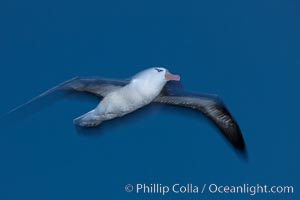 Black-browed albatross in flight, at sea.  The black-browed albatross is a medium-sized seabird at 31-37" long with a 79-94" wingspan and an average weight of 6.4-10 lb. They have a natural lifespan exceeding 70 years. They breed on remote oceanic islands and are circumpolar, ranging throughout the Southern Ocean, Thalassarche melanophrys