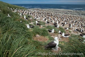 Black-browed albatross colony on Steeple Jason Island in the Falklands.  This is the largest breeding colony of black-browed albatrosses in the world, numbering in the hundreds of thousands of breeding pairs.  The albatrosses lay eggs in September and October, and tend a single chick that will fledge in about 120 days, Thalassarche melanophrys