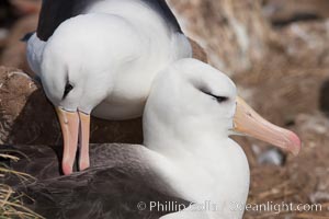 Black-browed albatross, courtship and mutual preening behavior between two mated adults on the nest, Steeple Jason Island breeding colony.  Black-browed albatrosses begin breeding at about 10 years, and lay a single egg each season, Thalassarche melanophrys