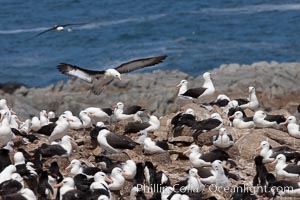 Black-browed albatross in flight, over the enormous colony at Steeple Jason Island in the Falklands, Thalassarche melanophrys