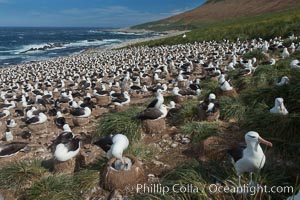 Black-browed albatross colony on Steeple Jason Island in the Falklands.  This is the largest breeding colony of black-browed albatrosses in the world, numbering in the hundreds of thousands of breeding pairs.  The albatrosses lay eggs in September and October, and tend a single chick that will fledge in about 120 days, Thalassarche melanophrys