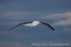 Black-browed albatross in flight, against a blue sky.  Black-browed albatrosses have a wingspan reaching up to 8', weigh up to 10 lbs and can live 70 years.  They roam the open ocean for food and return to remote islands for mating and rearing their chicks, Thalassarche melanophrys