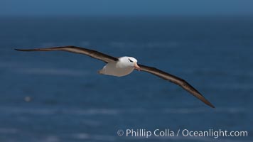 Black-browed albatross, in flight over the ocean.  The wingspan of the black-browed albatross can reach 10', it can weigh up to 10 lbs and live for as many as 70 years, Thalassarche melanophrys, Steeple Jason Island