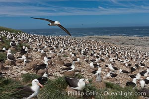 Black-browed albatross in flight, over the enormous colony at Steeple Jason Island in the Falklands, Thalassarche melanophrys