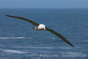 Black-browed albatross, in flight over the ocean.  The wingspan of the black-browed albatross can reach 10', it can weigh up to 10 lbs and live for as many as 70 years. Steeple Jason Island, Falkland Islands, United Kingdom, Thalassarche melanophrys, natural history stock photograph, photo id 24235