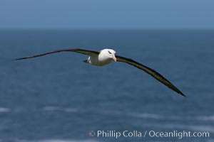 Black-browed albatross soaring in the air, near the breeding colony at Steeple Jason Island, Thalassarche melanophrys