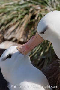 Black-browed albatross, courtship and mutual preening behavior between two mated adults on the nest, Steeple Jason Island breeding colony.  Black-browed albatrosses begin breeding at about 10 years, and lay a single egg each season, Thalassarche melanophrys