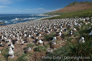 Black-browed albatross colony on Steeple Jason Island in the Falklands.  This is the largest breeding colony of black-browed albatrosses in the world, numbering in the hundreds of thousands of breeding pairs.  The albatrosses lay eggs in September and October, and tend a single chick that will fledge in about 120 days, Thalassarche melanophrys