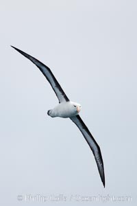 Black-browed albatross, in flight, Thalassarche melanophrys, Scotia Sea