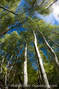 Aspen trees, with leaves changing from green to yellow in autumn, branches stretching skyward, a forest.