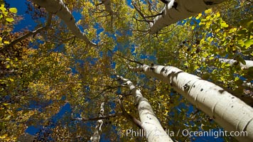 Aspen trees, with leaves changing from green to yellow in autumn, branches stretching skyward, a forest, Populus tremuloides, Bishop Creek Canyon Sierra Nevada Mountains
