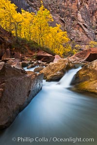 The Virgin River flows by autumn cottonwood trees, part of the Virgin River Narrows.  This is a fantastic hike in fall with the comfortable temperatures, beautiful fall colors and light crowds, Zion National Park, Utah