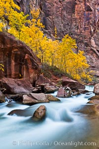 The Virgin River flows by autumn cottonwood trees, part of the Virgin River Narrows.  This is a fantastic hike in fall with the comfortable temperatures, beautiful fall colors and light crowds, Zion National Park, Utah