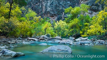 The Virgin River flows by autumn cottonwood trees, part of the Virgin River Narrows.  This is a fantastic hike in fall with the comfortable temperatures, beautiful fall colors and light crowds, Zion National Park, Utah