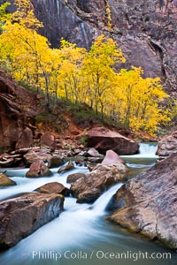 The Virgin River flows by autumn cottonwood trees, part of the Virgin River Narrows.  This is a fantastic hike in fall with the comfortable temperatures, beautiful fall colors and light crowds, Zion National Park, Utah